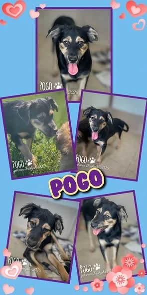 fröhlicher, menschenbezogener, wunderschöner Welpenjunge "Pogo" sucht ein Zuhause