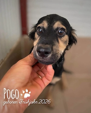 fröhlicher, menschenbezogener, wunderschöner Welpenjunge "Pogo" sucht ein Zuhause Bild 5