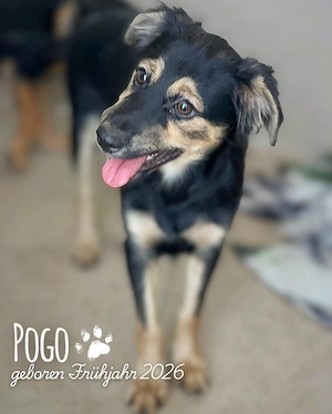 fröhlicher, menschenbezogener, wunderschöner Welpenjunge "Pogo" sucht ein Zuhause Bild 3