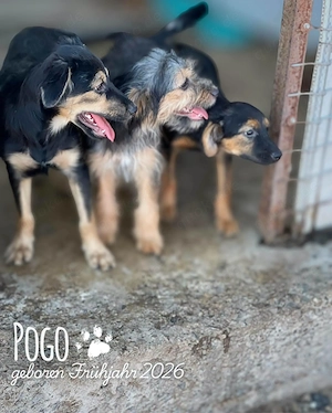 fröhlicher, menschenbezogener, wunderschöner Welpenjunge "Pogo" sucht ein Zuhause Bild 10