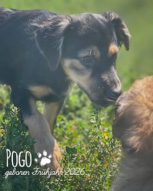 fröhlicher, menschenbezogener, wunderschöner Welpenjunge "Pogo" sucht ein Zuhause Bild 8