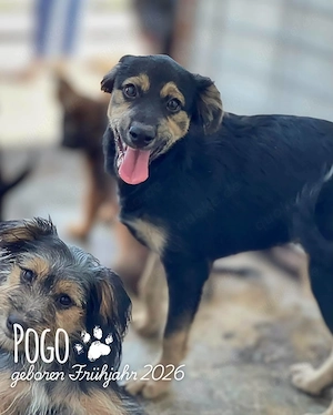 fröhlicher, menschenbezogener, wunderschöner Welpenjunge "Pogo" sucht ein Zuhause Bild 6