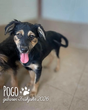 fröhlicher, menschenbezogener, wunderschöner Welpenjunge "Pogo" sucht ein Zuhause Bild 4