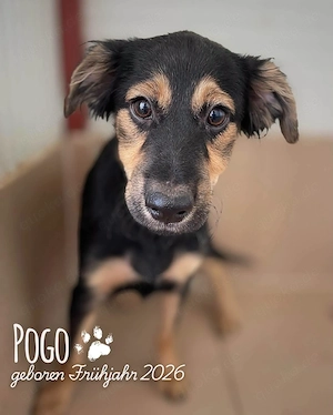 fröhlicher, menschenbezogener, wunderschöner Welpenjunge "Pogo" sucht ein Zuhause Bild 7