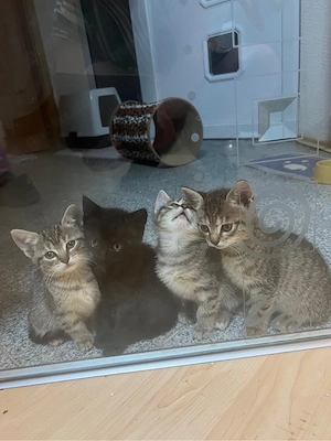 Süße Katzenbabys suchen liebevolles Zuhause