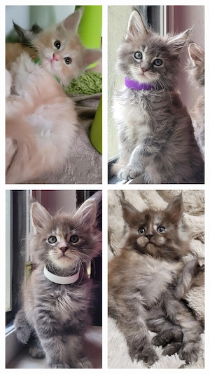 Maine Coon Kitten Kater Katze 