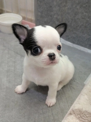 Chihuahua-Welpen   süße Familienbegleiter suchen 