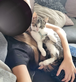 Kitten, kleiner Kater, 16 Wochen, grau getigert weiß