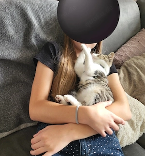 Kitten, kleiner Kater, 16 Wochen, grau getigert weiß Bild 3