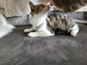 Kitten, kleiner Kater, 16 Wochen, grau getigert weiß Bild 5