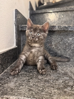 BKH Mix Kitten, 2 m. + 2 w. ab Oktober