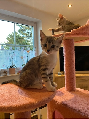 7 süße Katzenbabys & ihre Mama suchen ein liebevolles Zuhause