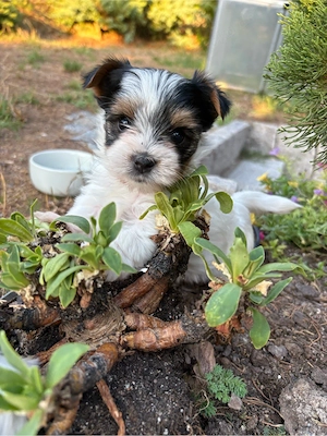 Reinrassige Biewer Yorkshire Terrier