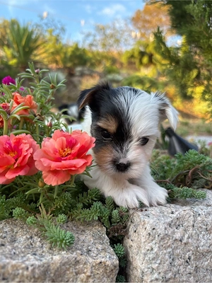 Reinrassige Biewer Yorkshire Terrier