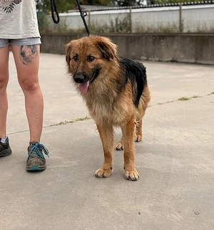 Ted, zzt. in Ungarn, hat einen Körper wie ein etwas kleinerer deutscher Schäferhund