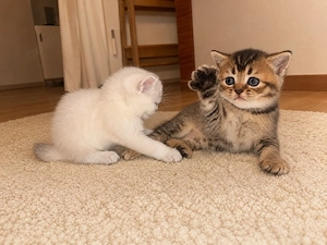 bkh kitten