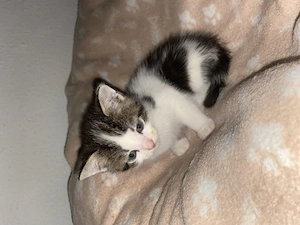 BKH mix Kitten 