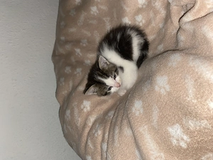 BKH mix Kitten reserviert