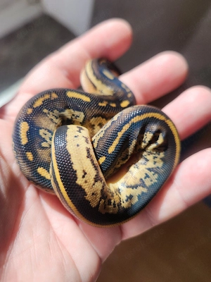 Königspython 0.1 Bongo Black Pastel Lesser 100 % het Pied