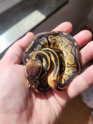 Königspython 0.1 Bongo Lesser 100 % het Pied