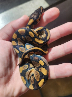 Königspython 0.1 Classic pos het Black Pastel 100 % het Pied