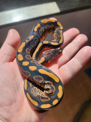 0.1 Königspython Bongo Black Pastel 100 % het Pied Bild 2