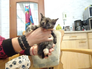 Unser niedliches beiges Katzenbaby sucht ab dem 07.11. ein neues Zuhause.