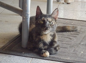 Unser niedliches beiges Katzenbaby sucht ab dem 07.11. ein neues Zuhause.