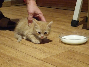 Unser niedliches beiges Katzenbaby sucht ab dem 07.11. ein neues Zuhause.