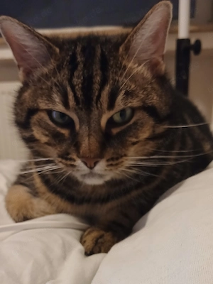  Kluger & sensibler Kater (6 Jahre) sucht Traumzuhause bei liebevoller Katzenmama (mit Garten)