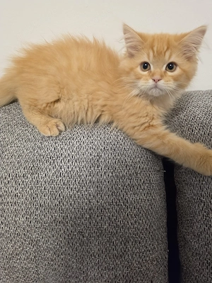 Süße Perserkater suchen ein liebevolles Zuhause 