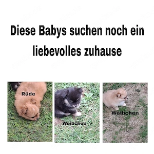 Süsse Welpen zu verkaufen  