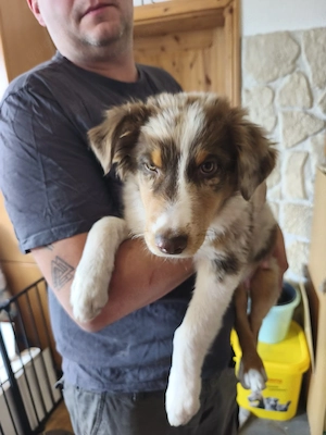 Australian Shepherd Rüde Chico