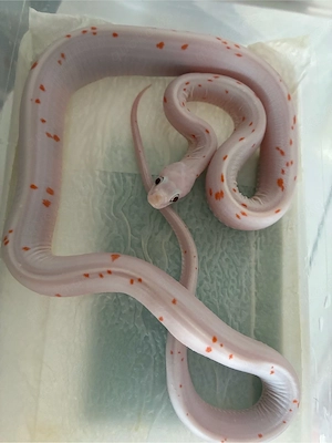 Kornnatter Scaleless Palmetto