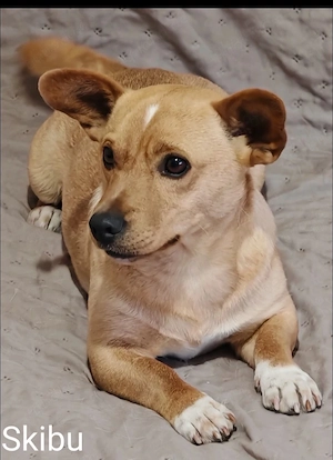 Mischlingshund 