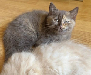 Türkisch Angora - BKH Mix Kitten