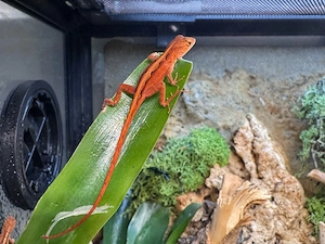 anolis sagrei orange red 