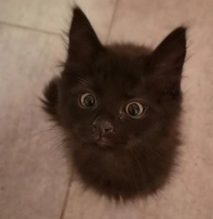 Kitten zu verkaufen 