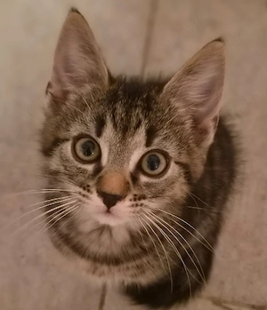Kitten zu verkaufen 