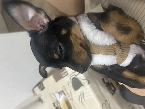 Hund zu verkaufen