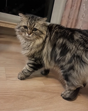 Nancy sucht ein liebevolles Zuhause 