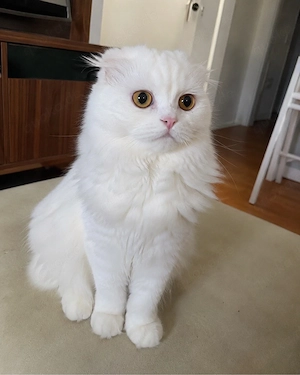 Simba sucht ein neues Zuhause   