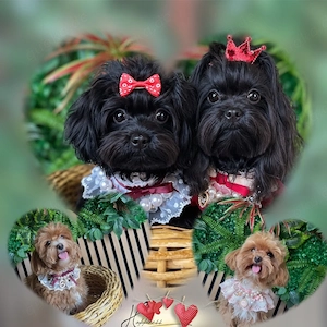 Maltipoo Welpen