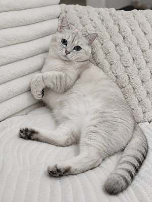 Deckkater BKH  Bild 2