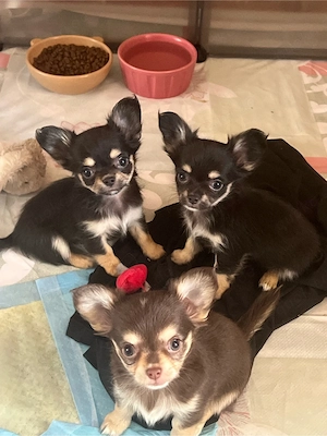 Langhaar Chihuahua Welpen
