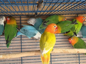 Agapornis, Unzertrennliche in verschiedenen Farben