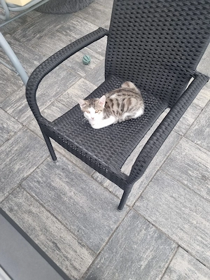 Junge Katzen 