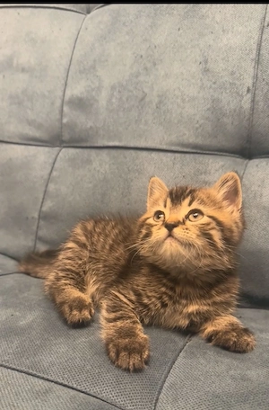 Britisch Kurzhaar Mix Kitten ab 07.09 