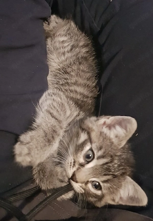 Zuckersüße Kitten zu vermitteln 
