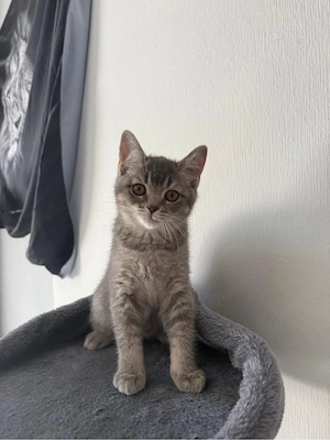 Liebevoll aufgezogene BKH-Kitten in besonderen Farben suchen ihr Zuhause ?